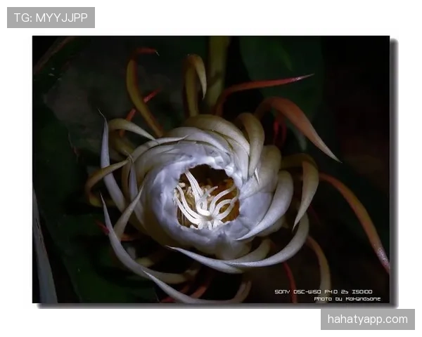 帕尔默是否昙花一现:高光表现能否持续 帕尔默是否昙花一现:高光表现能否持续